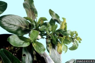 Tomato spotted wilt virus symptoms on annual vinca. Division of Plant Industry Archive, Florida Department of Agriculture and Consumer Services, www.forestryimages.org