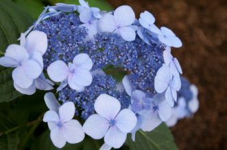 Twist-n-Shout® (Hydrangea macrophylla ´PIIHM-I´ PP20,176) is one of the first re-blooming lacecap hydrangeas.