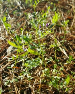 Vetch has purple flowers and produces green bean-like seed pods.