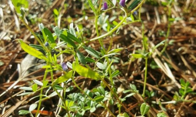 Narrowleaf Vetch, Common Vetch