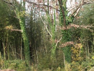 When English ivy (Hedera helix) is allowed to climb a tree, it reduces the health of the tree, and the weight can cause the tree to break or uproot.