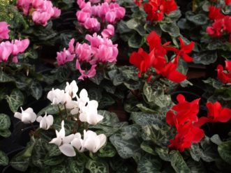 “Florist cylamen’s (Cyclamen persicum) bloom in a variety of colors.”