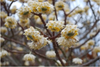 Paperbush (Edgeworthia chrysantha) has highly fragrant, tubular flowers.