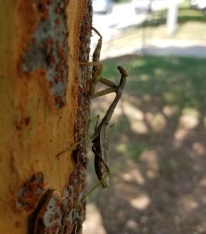 Carolina praying mantid (Stagmomantis carolina) is native to our state and was named the official South Carolina state insect in 1988.