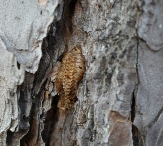 The Carolina mantid egg sac is more elongated and slender.