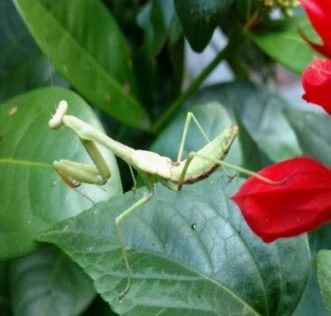 The color of the Chinese mantid (Tendoera sinensis) ranges from pale green to tan, and the wings are tan with a green stripe along the margin.