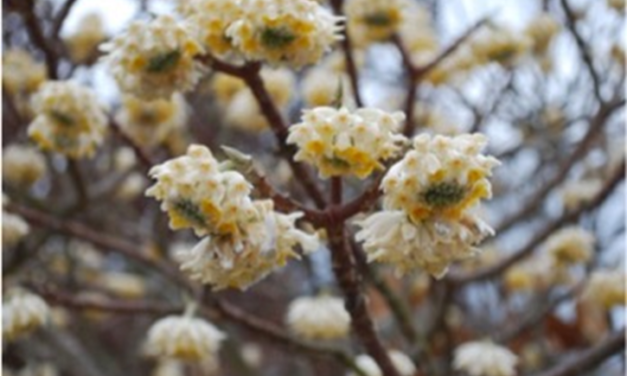 Paperbush (Edgeworthia chrysantha)