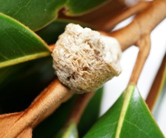 The ball-shaped foam egg cases of a Chinese mantid are usually attached to small twigs or branches. They are often found attached to branches of Christmas trees, and the mantids will hatch when the tree is brought indoors.