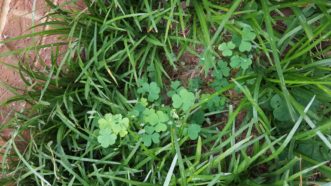 Yellow woodsorrel (Oxalis stricta) can be pulled up by hand easily when found growing intermittently in landscape beds. LayLa Burgess, © 2017 HGIC, Clemson Extension