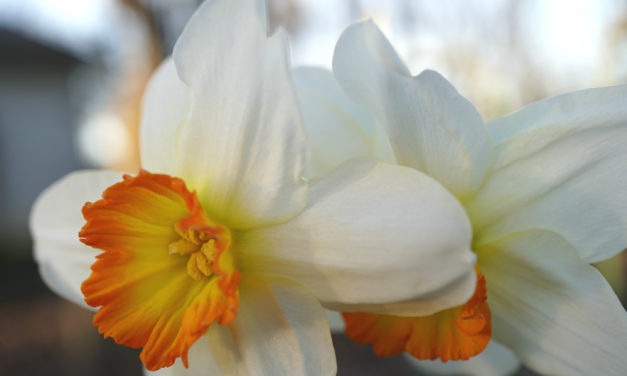 March Week 1 Garden Photos