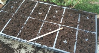 A general-purpose soilless mix works well to start seeds.