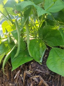 Bush bean planted in straw bales provide an abundant harvest.