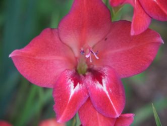 C:\Users\barbar6\Pictures\01b BLOG PHOTOS\11 May 20, 2019 Gladiolus\gladiolus_old_fashioned_bhs_18.jpg