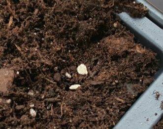 If using cell packs, two to three seeds can be used per cell and thinned later to maintain one seedling per cell.