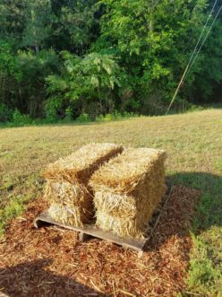 Start with quality straw bales that are free of weed seed and insects.