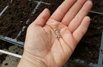 Start with reliable seed from a reputable source