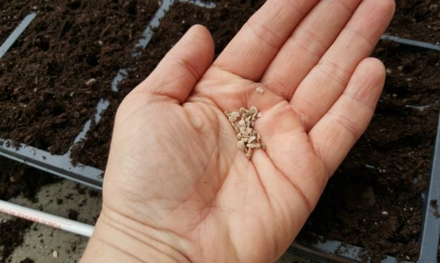 FAQs about Starting Vegetable Seeds Indoors
