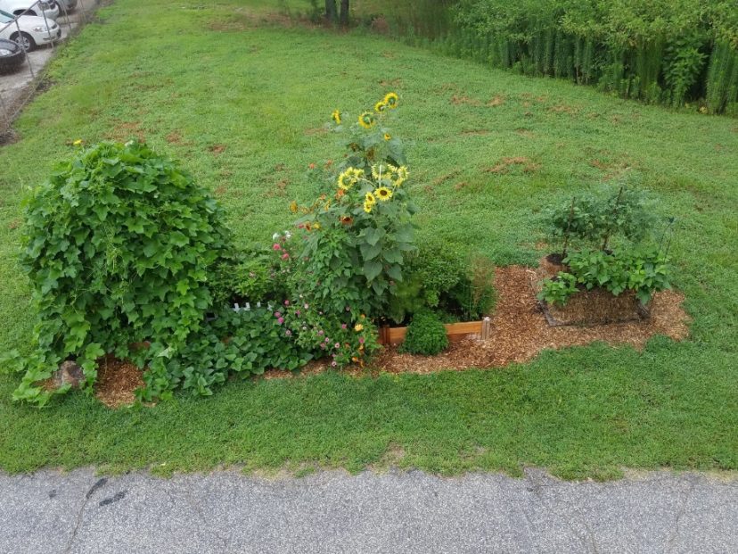 Straw bale gardening is easily combined with raised bed or traditional in-ground gardening. 