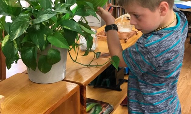 Indoor Plants for the Classroom