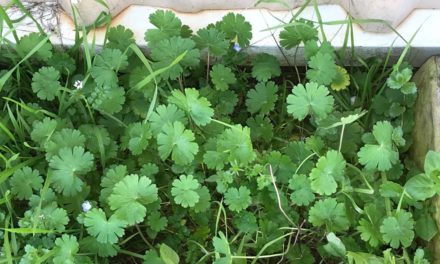 Carolina Geranium