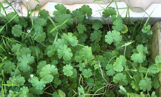 Carolina Geranium