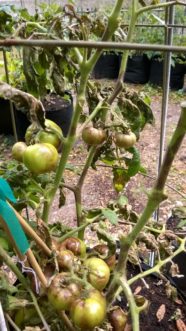 Today late blight can be spread on infected tomato transplants. Symptoms are brown, greasy spots on leaves, stems, and fruit.