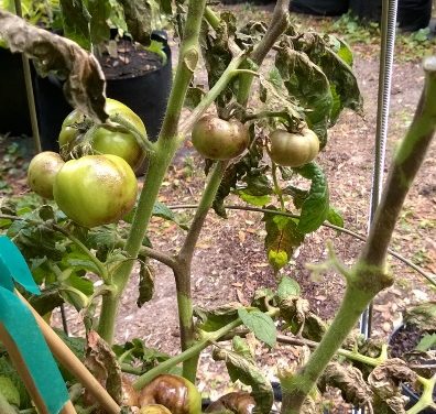 The Biogeography of the Irish Potato Famine