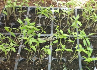 Typically, indoor lighting from a window is not sufficient and will produce “leggy” seedlings that have a tendency to lean toward the light source.