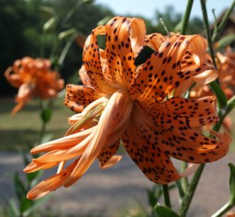 Tiger Lily (Lilium lancifolium ‘Flore Pleno’) has double flowers. 