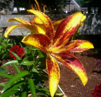 Asiatic Lilies generally have unscented flowers ranging from the softest pastel colors to fiery reds and oranges.