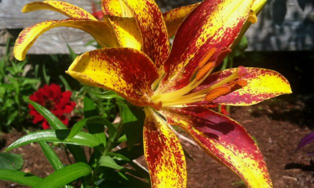 Bulbs in the Landscape