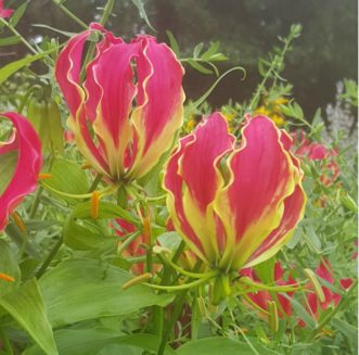 Glory Lily is a climbing vine with yellow and red flowers.