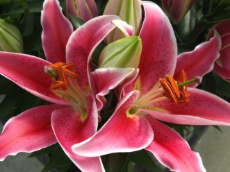 Oriental Lilies have large, ornate flowers, usually in white, pink, or rose with an intense fragrance.