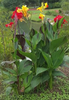 Canna ‘Cleopatra’ has yellow flowers with red spots, and dark green foliage with bronze red variegation.