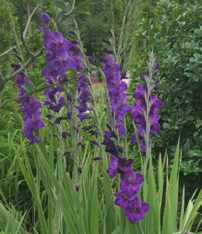 Gladiolus are often grown as cut flowers and are available in a wide array of colors.