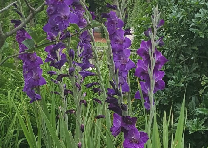 Gladiolus are often grown as cut flowers and are available in a wide array of colors.