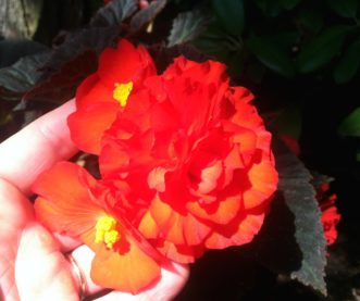 Tuberous begonias have 2- to 4- inch wide flowers in shades of white, yellow, orange, rose, red, or pink.