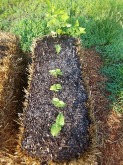Flatbed planting of bushbeans.