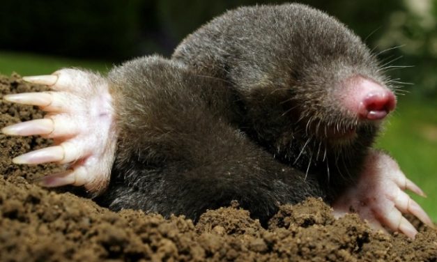 Goodbye Moles & Voles!