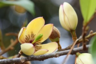 Banana shrubs have 1-inch wide, very fragrant flowers like miniature Southern magnolia, but they are creamy yellow and edged in purple.