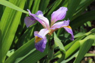 “Blue flag iris, Iris virginica, is one of our native irises and a good option for those worried about maintaining a view of their waterfront.”
