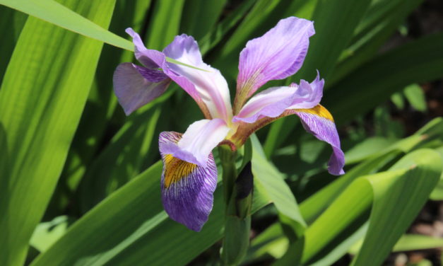 Plantings for Pond Shorelines