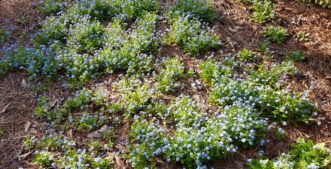 Forget-me-nots are biennials and self-seeders, so clumps will slowly spread in the garden.