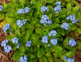 Forget-me-nots have sky blue flowers, which combine well with the colors of many spring bulbs and wildflowers.