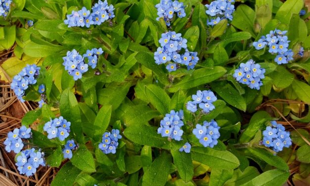 Forget-Me-Nots