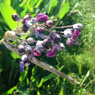 “Powdery alligator flag, Thalia dealbata, is a favorite of butterflies and hummingbirds, has a unique purple, clustered bloom, and can grow up to 6-ft in height.”