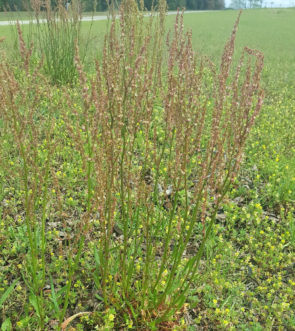 Red sorrel (Rumex acetosella) is a perennial weed that is easily identified by its red flowers and spade-shaped leaves.