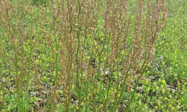 Weed of the Month – Red Sorrel