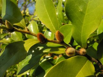 The flower buds are a fuzzy, warm brown, quite similar to the lower leaf surface of many Southern magnolia leaves, such as ‘Brackens Brown Beauty’. The foliage is glossy, and leaves vary from 1½- to 4-inches long and 1- to 2-inches wide.