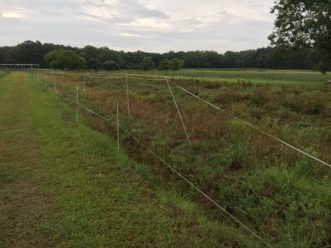 The two-tiered fence system (note the inside fence only has one layer of polytape instead of two). Zachary B. Snipes, ©2019 Clemson Extension